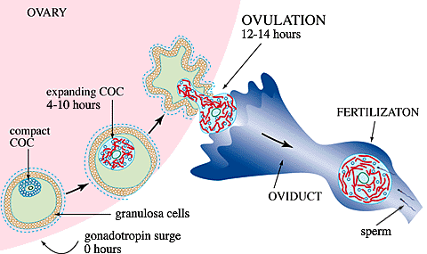 fig1