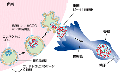 図1