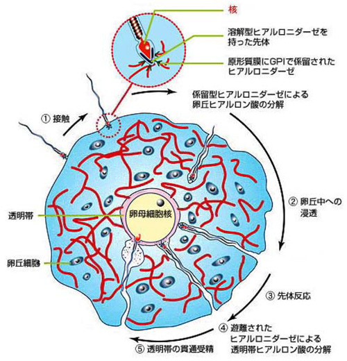 図5