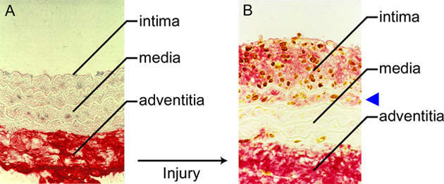 Fig3