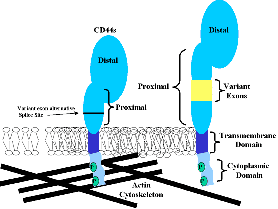 fig1