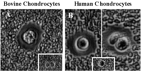 fig5