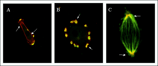 fig6