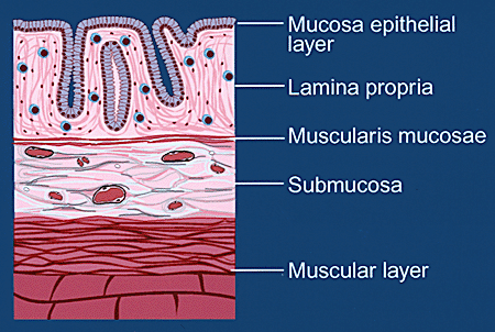 fig1a