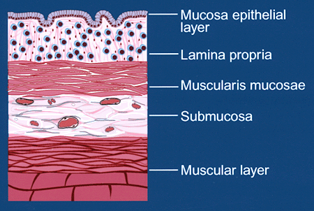 fig1b