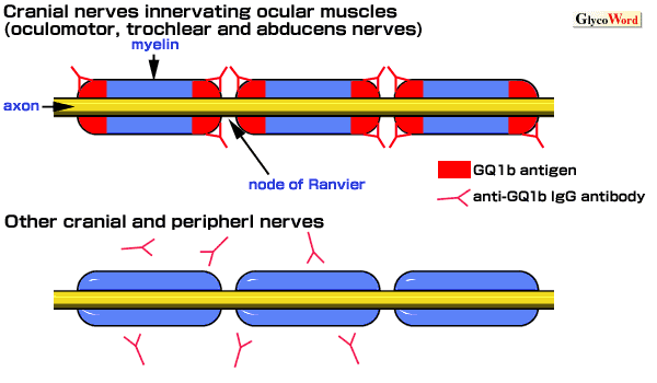 fig1