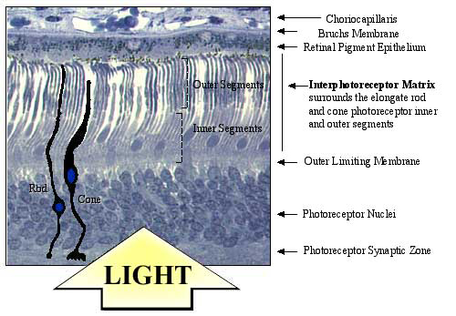 fig1