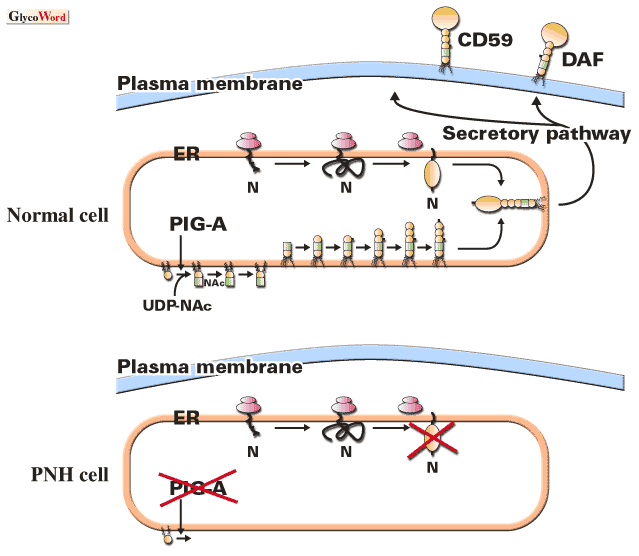 fig1