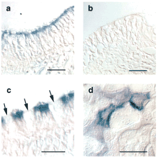 fig6