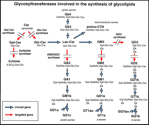 fig1.gif