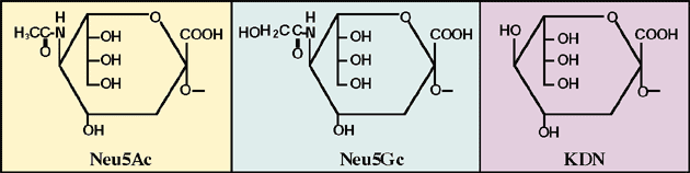 ジ オリゴシアル酸構造の生物学的機能