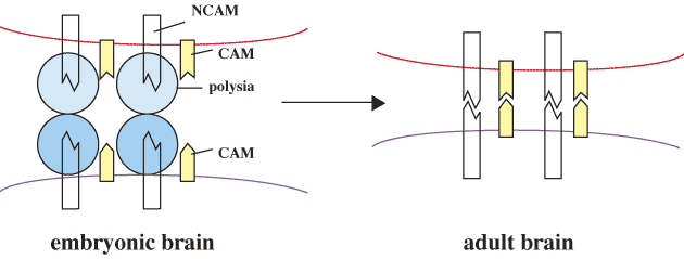 fig3.gif