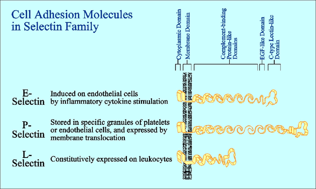 fig1.gif