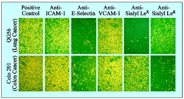 fig2.gif