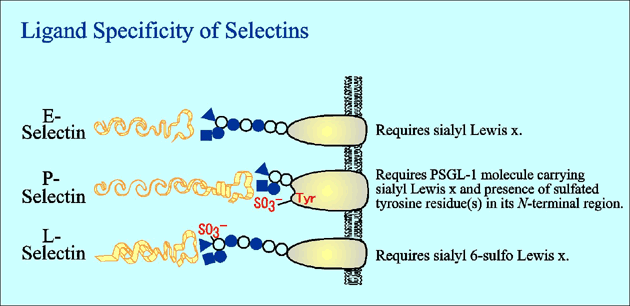 fig5.gif