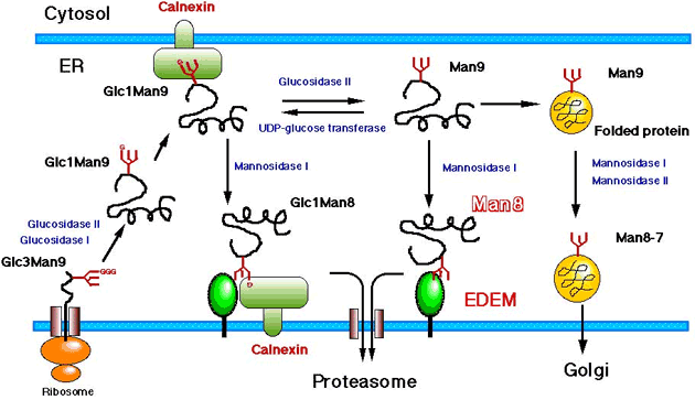 fig4.gif