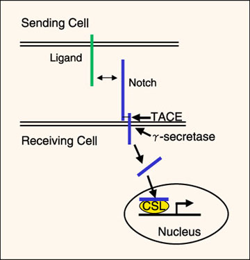 fig1