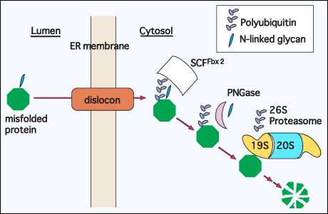 fig2