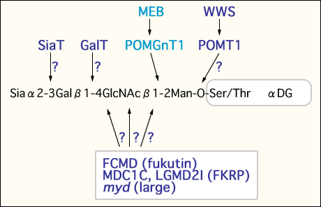 fig2