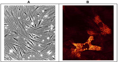 fig5