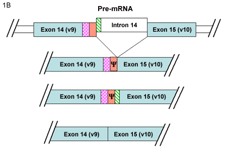 fig1