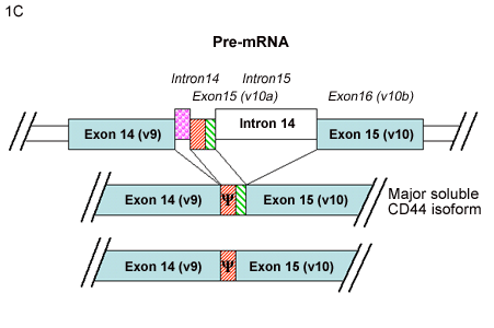 fig1