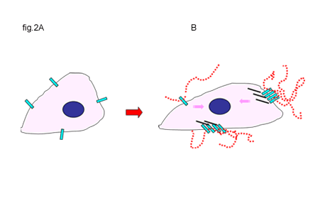 fig2