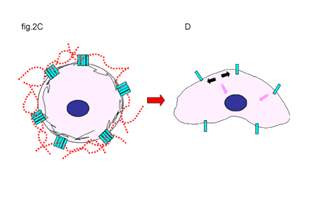 fig2