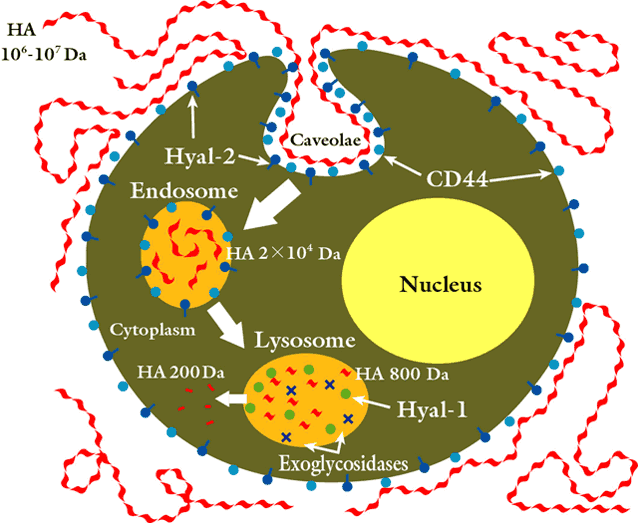 fig2