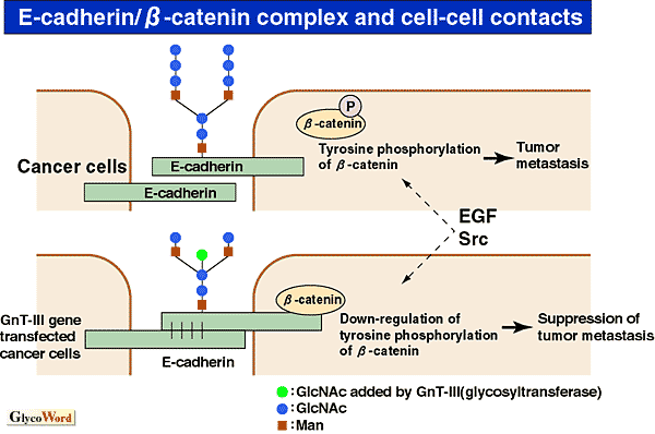 fig1