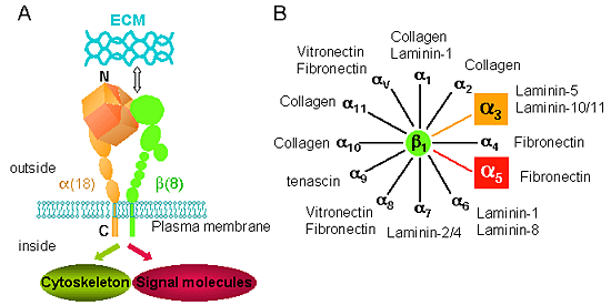 fig1