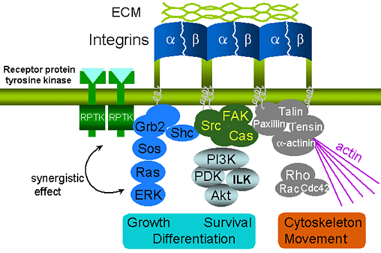 fig2