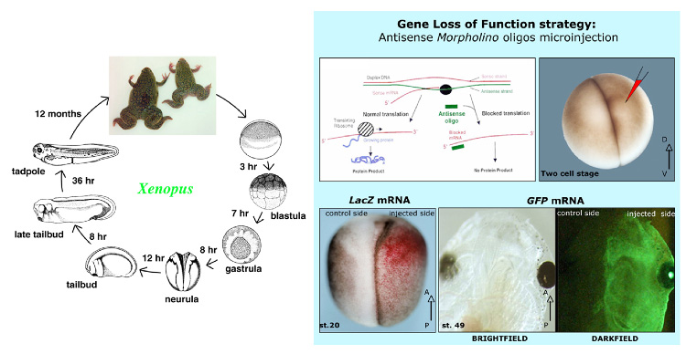 fig03