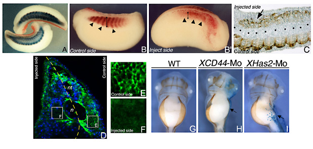 fig06