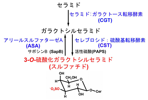 fig1