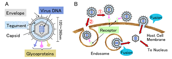 fig1