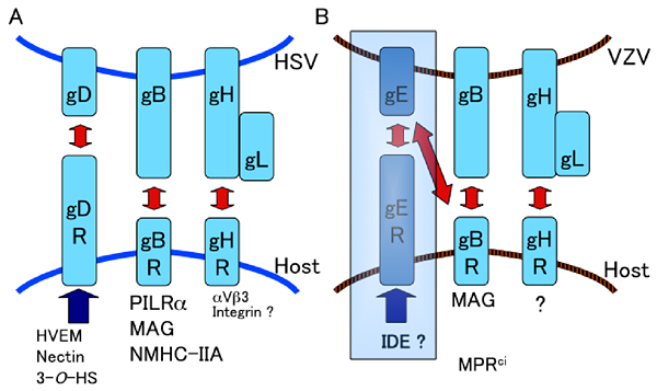 fig2