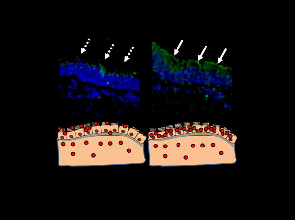 fig3.gif