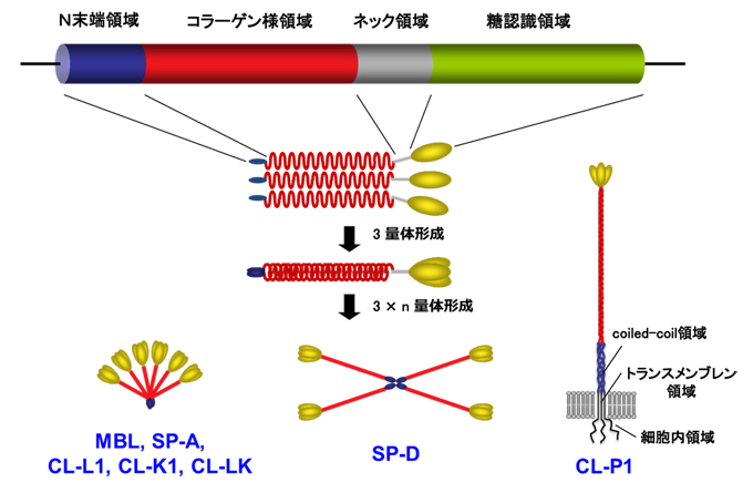 fig1