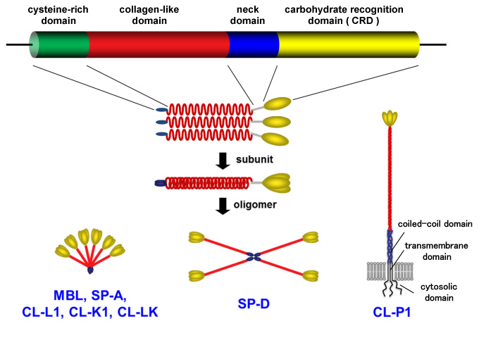 fig1