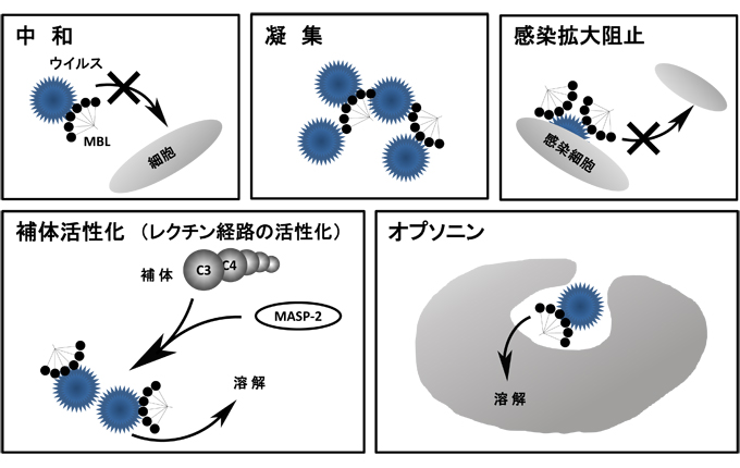 fig5