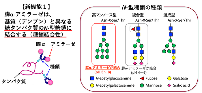 膵α-アミラーゼのN-型糖鎖認識と糖質消化・吸収調節