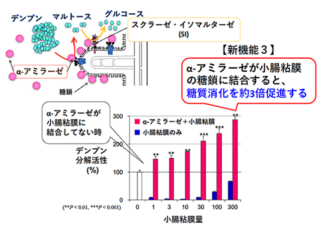 膵α-アミラーゼのN-型糖鎖認識と糖質消化・吸収調節