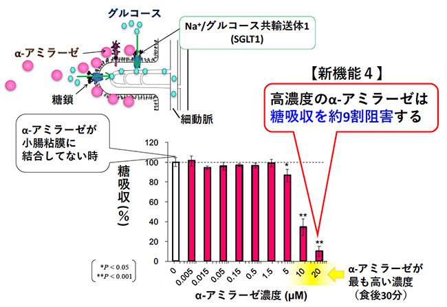 アミラーゼ 活性 と は