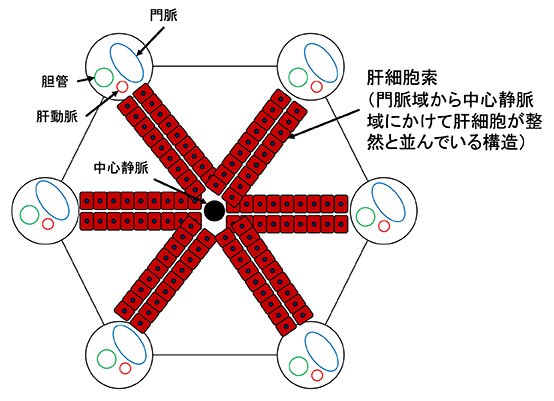 図1A