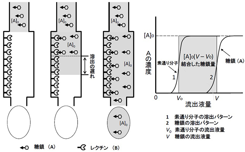 カラム クロマト グラフィー 原理