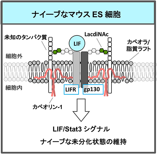 図2