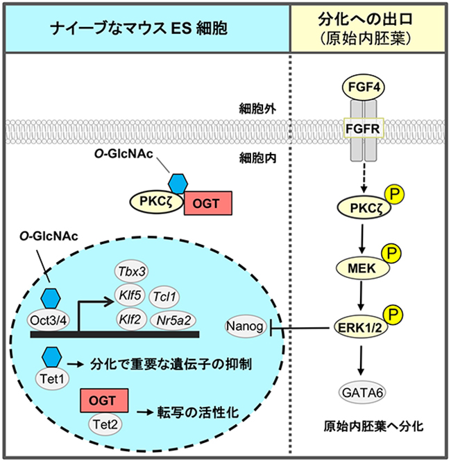 図3