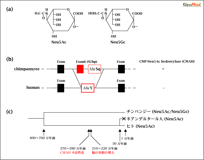 Glycoword Evolution Es A03