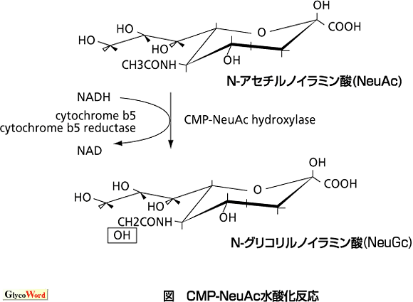 糖質科学のことば Glycolipid A04